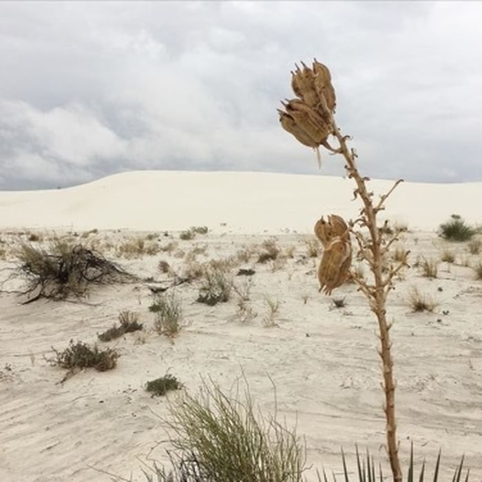 White Sands National Monument