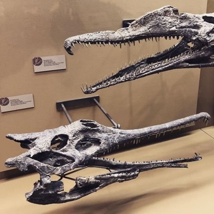 New Mexico Museum of Natural History & Science