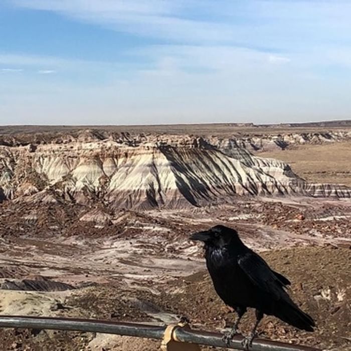 Petrified Forest National Park